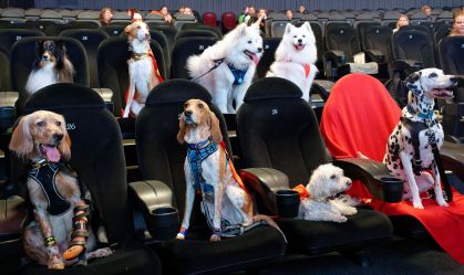 Dogs in cinema