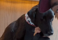 Pedro Scooby adota Eldorado, cachorro resgatado em enchente no RS