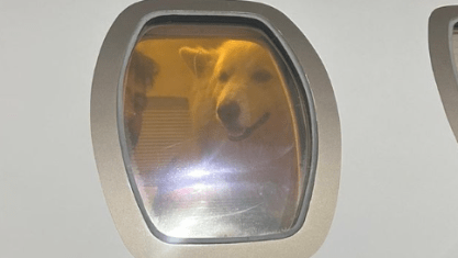 Nattan falou que “um dia que vou colocar um gado ou um cavalo em um avião”, se referindo aos animais da fazenda dos sertanejos