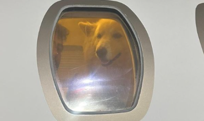 Após "roubar" cães de Nattan, Henrique diz que foram criados para "destruir"
