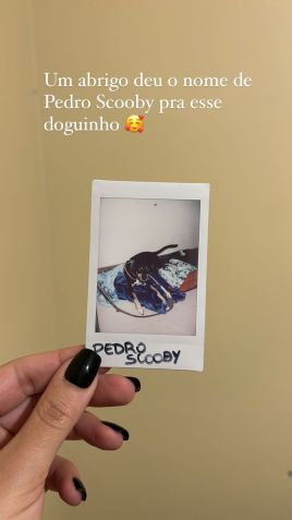 Cachorro resgatado no RS é batizado com o nome de Pedro Scooby / Reprodução/Pedro Scooby/Instagram