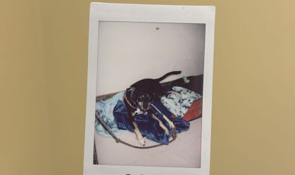 cao-pedro-scooby_acecfa