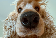 Comedy Pet Photo Awards seleciona fotos engraçadas de animais de estimação; veja
