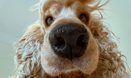 Comedy Pet Photo Awards seleciona fotos engraçadas de animais de estimação; veja