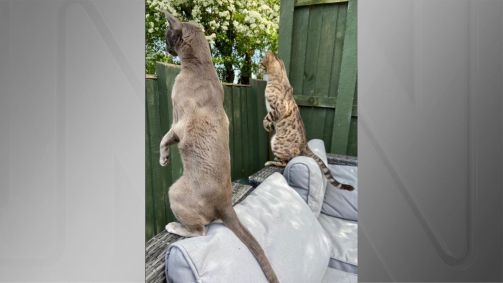 “Nosey Neighbours” (Vizinhos barulhentos), de Emma Beardsmore
