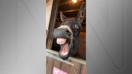 “Tired Donkey” (Burro cansado), de Charlotte Kitchen