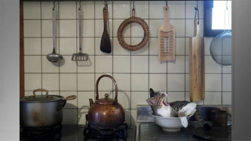 “Kitty in the kitchen” (Gato na cozinha), de Atsuyuki Ohshima