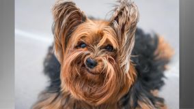 “Grumpy Dog” (Cachorro rabugento), de Luiza Ribeiro