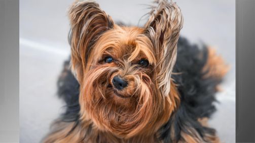 “Grumpy Dog” (Cachorro rabugento), de Luiza Ribeiro