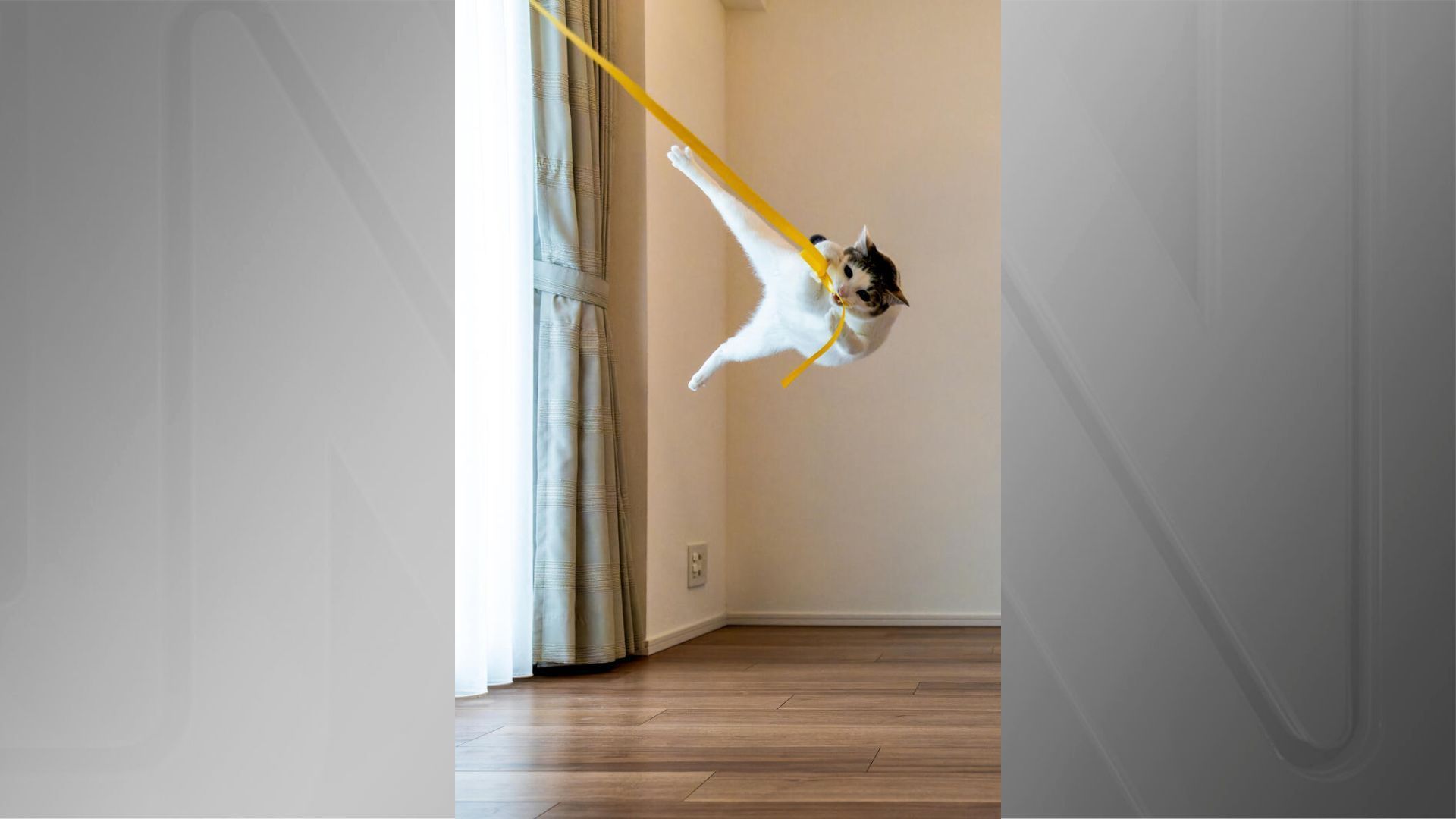 “Tarzan”, de Kazutoshi Ono / Comedy Pet Photo Awards/Reprodução