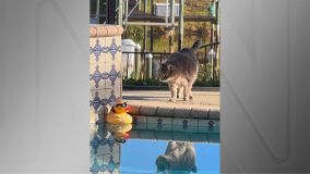 “Pool Friends” (Amigos de piscina), de Diann C. Johnson