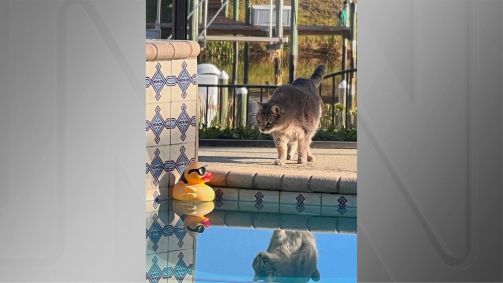 “Pool Friends” (Amigos de piscina), de Diann C. Johnson