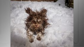 “It&#039;s fu cold” (Está muito frio), de Tammo Zelle
