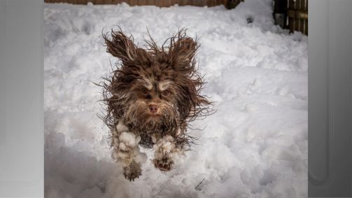 “It&#039;s fu cold” (Está muito frio), de Tammo Zelle