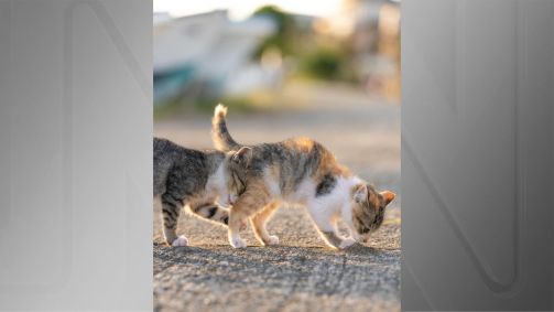 “Kitten stuck in traffic” (Gato preso no trânsito), de Tomoaki Tanto