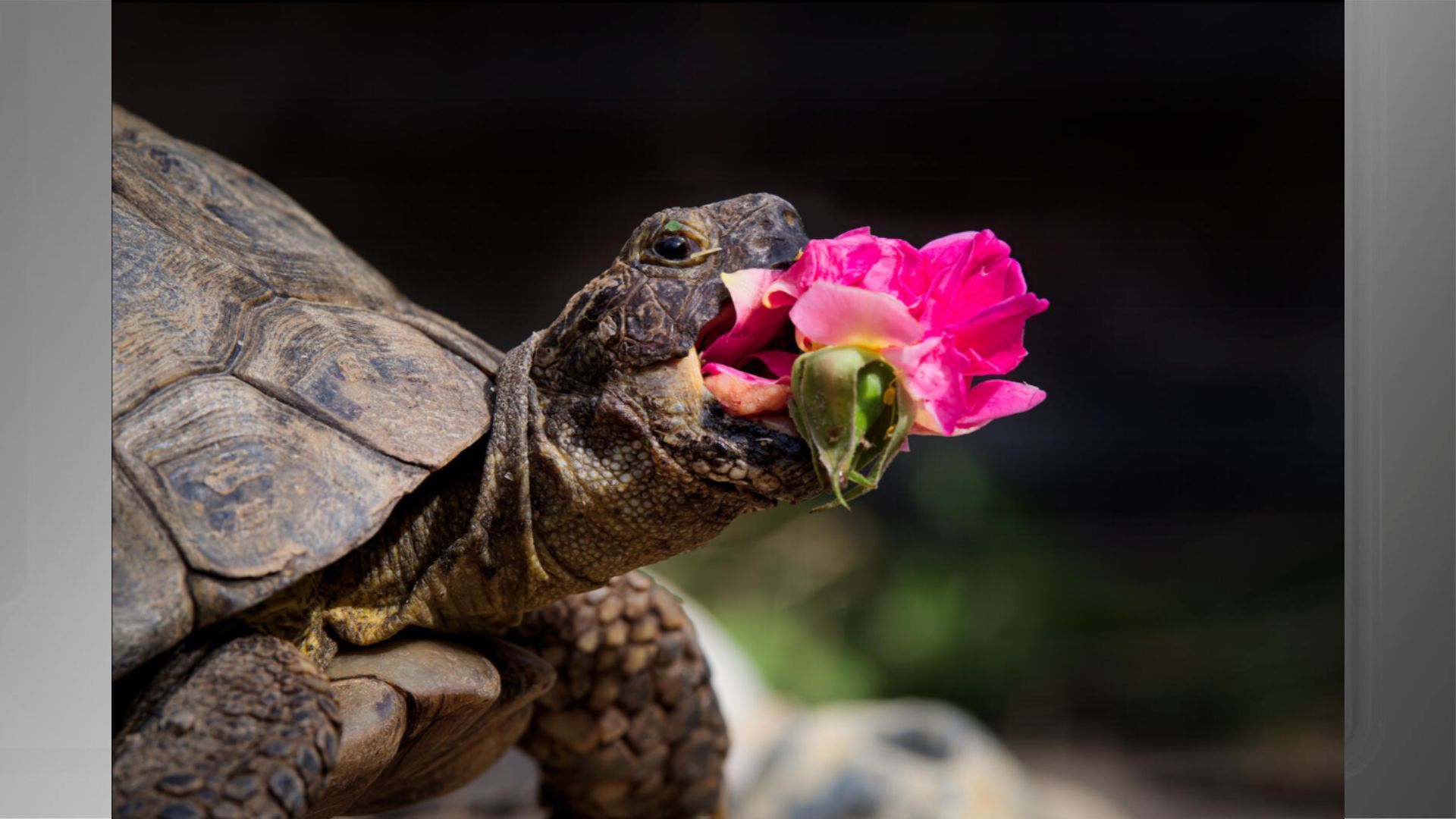 "New Rose" (Nova rosa). de Jonathan Casey / Comedy Pet Photo Awards/Reprodução