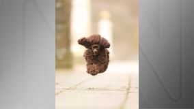 “I believe I can fly” (Eu acredito que posso voar), de Julie Smith