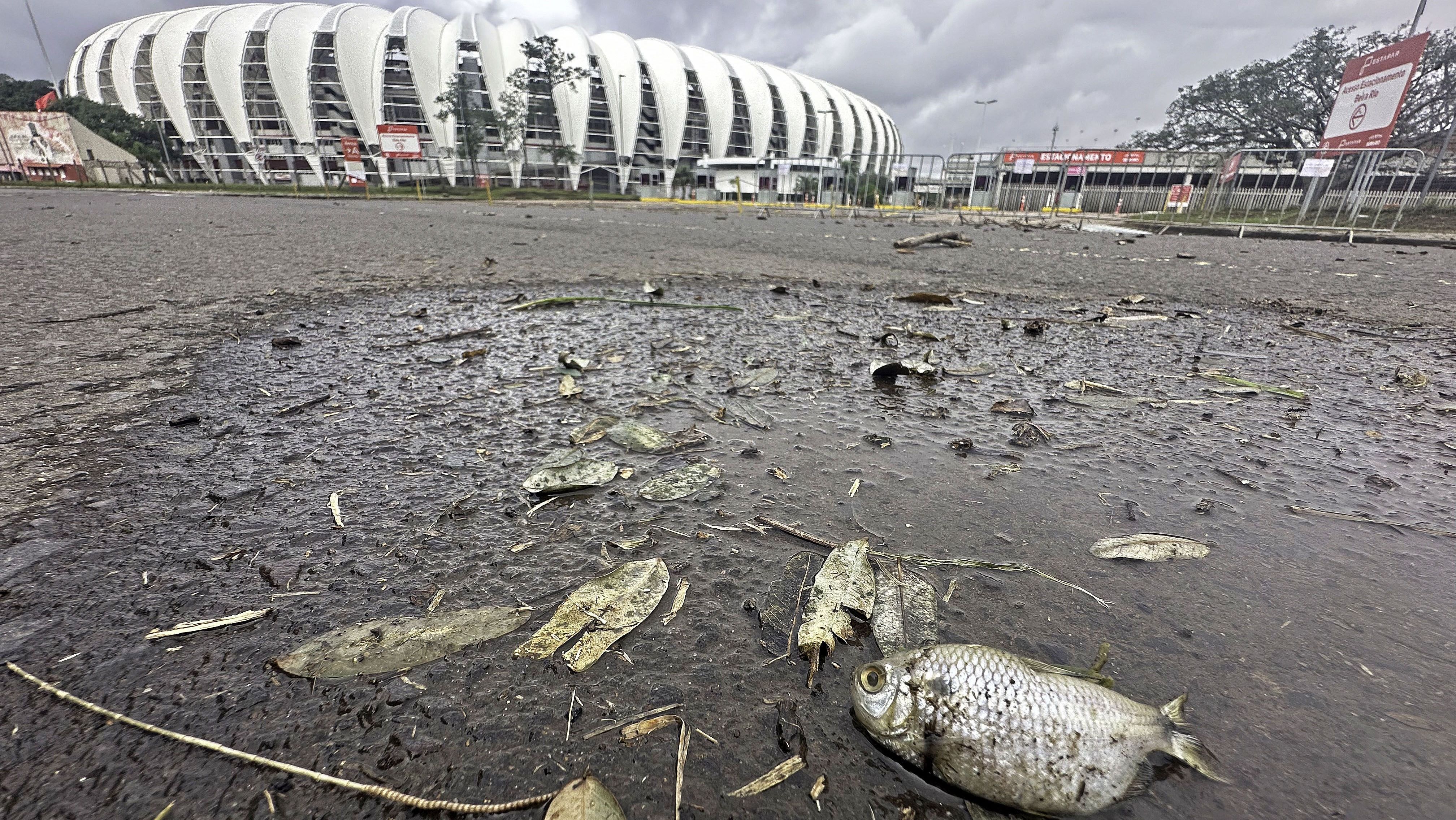 Peixes em volta do estádio Beira-Rio após chuvas no Rio Grande do Sul