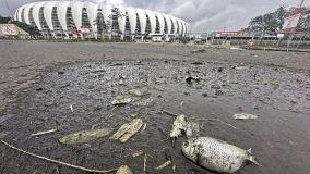 Peixes em volta do estádio Beira-Rio após chuvas no Rio Grande do Sul