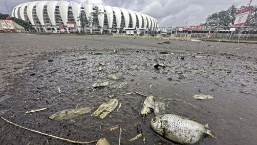Peixes em volta do estádio Beira-Rio após chuvas no Rio Grande do Sul