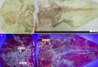 Análise de fóssil revela evolução da pele em dinossauros com penas