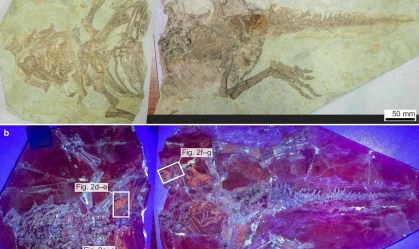 Análise de fóssil revela evolução da pele em dinossauros com penas
