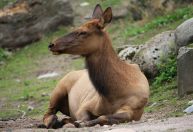 Alce mata idoso que tentava tirar fotos de filhotes no Alasca