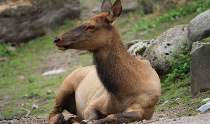 Alce mata idoso que tentava tirar fotos de filhotes no Alasca