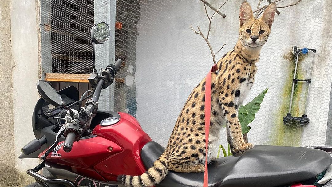 Vendidos apenas em um gatil no interior de São Paulo, os filhotes Savannah podem custar até R$ 120 mil