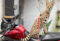 Oruam mostra seu gato de raça rara que chega a custar R$ 120 mil; conheça