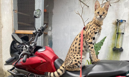 Vendidos apenas em um gatil no interior de São Paulo, os filhotes Savannah podem custar até R$ 120 mil