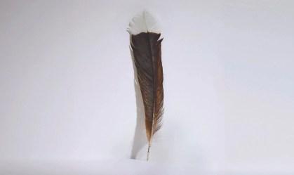 Pena única de um pássaro huia extinto, vendida na casa de leilões Webb’s, na Nova Zelândia.