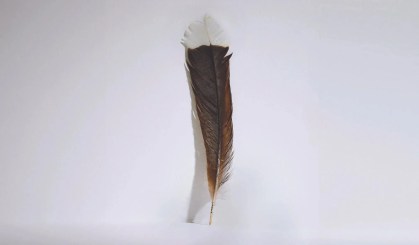 Pena única de um pássaro huia extinto, vendida na casa de leilões Webb’s, na Nova Zelândia.