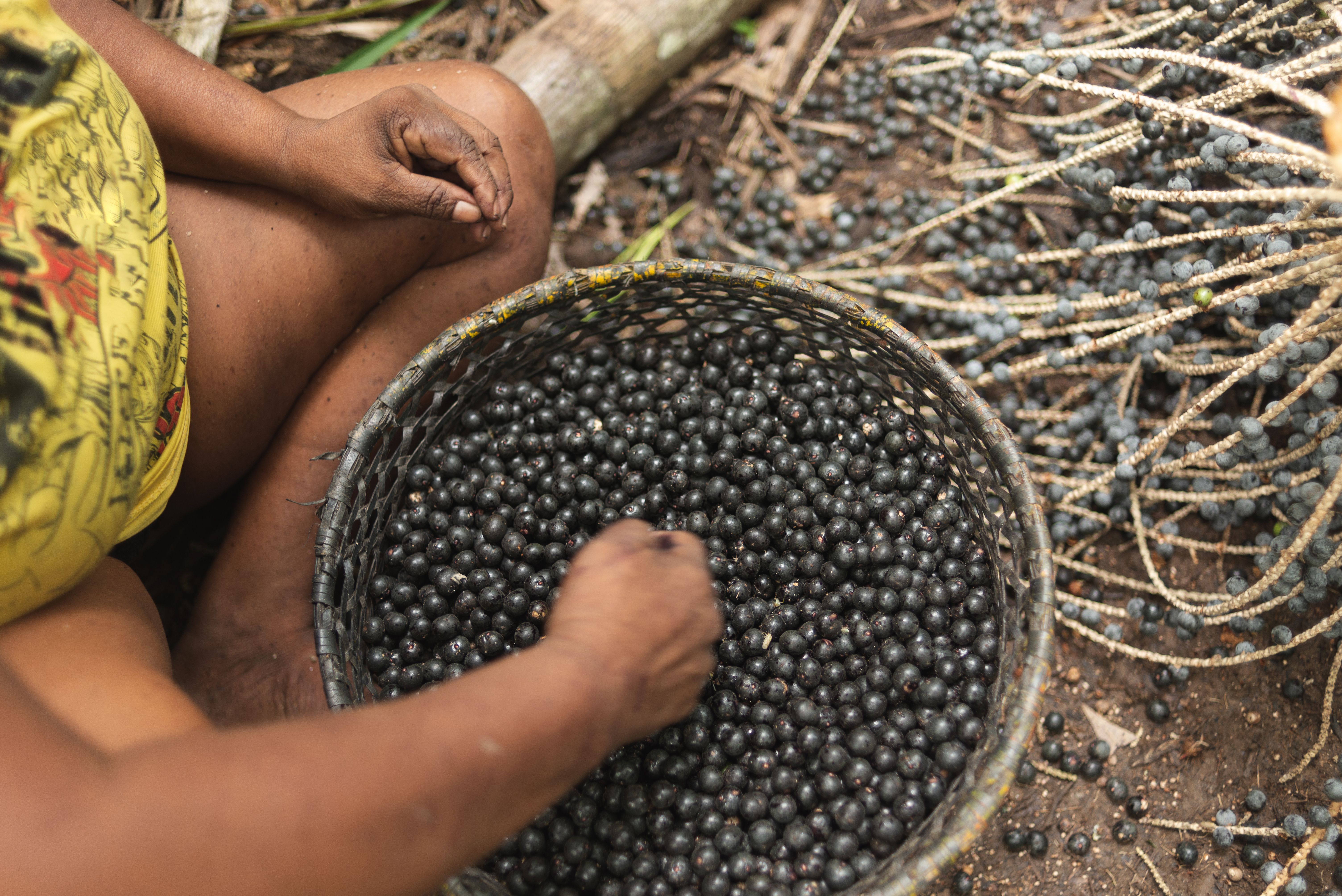 Female worker manually scavenging acai fruits just harvested in the forest