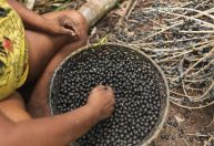 CNN na COP30: açaí movimenta economia local de Belém - PA