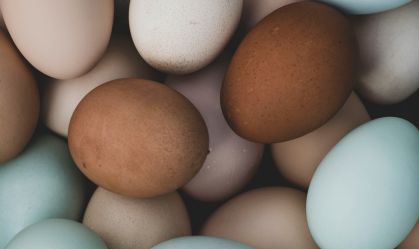Tarifas nos EUA podem afetar importações de ovos, inclusive do Brasil