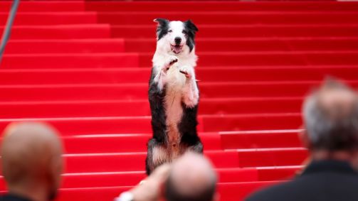Cachorro Messi faz aparição na 77ª edição do evento
