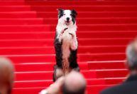 Cachorro Messi chama atenção no tapete vermelho de Cannes