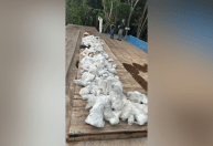 Polícia apreende quase uma tonelada de pedra do mineral vivianita no Amazonas
