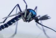Cientistas apontam circulação do vírus mayaro entre humanos em Roraima