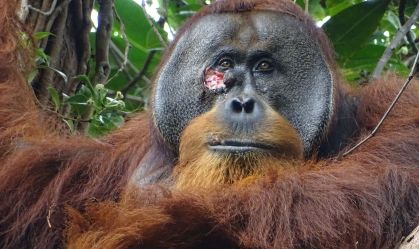 orangotango