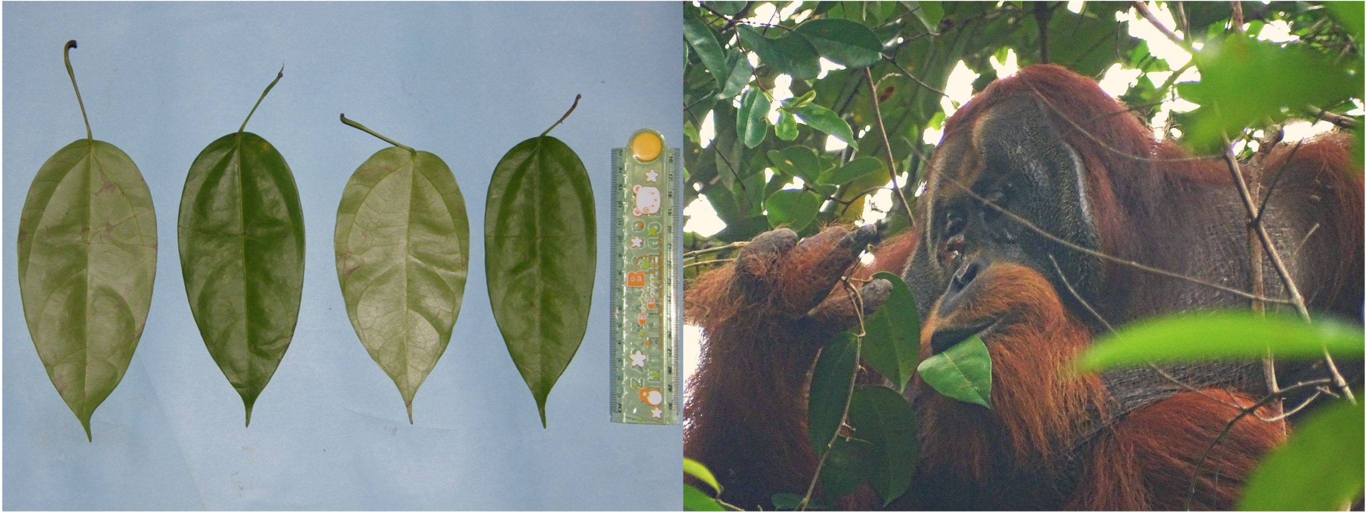 Esquerda: fotos das folhas de Fibraurea tinctoria. O comprimento das folhas varia entre 15 e 17 centímetros. À direita: Rakus se alimentando das folhas de Fibraurea tinctoria (foto tirada no dia seguinte à aplicação da malha vegetal na ferida) - crédito: Saidi Agam/Suaq Project