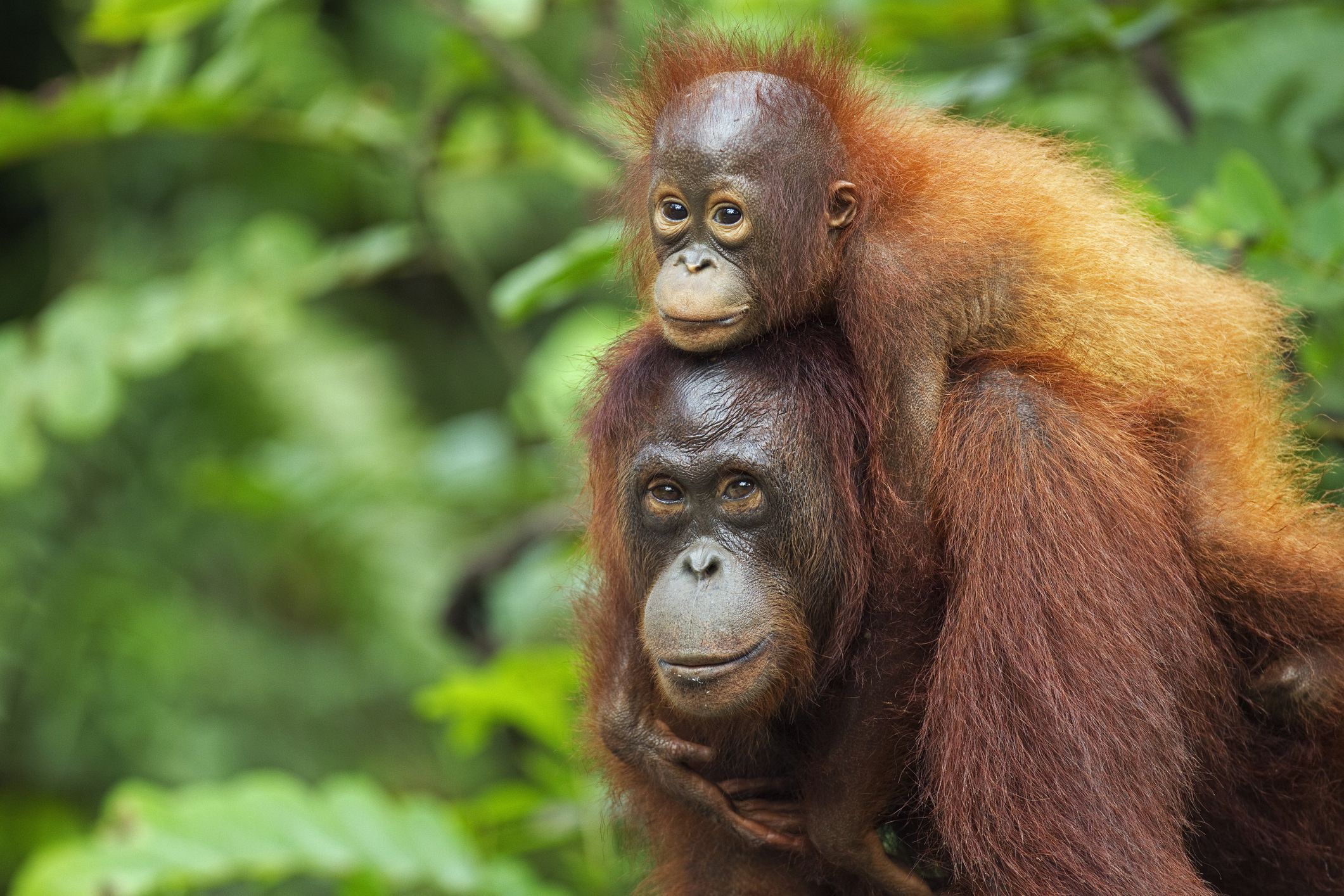 Orangotango fêmea de Bornéu carregando seu filho de 3 anos (Pongo pygmaeus wurmbii). Acampamento Rasak, Reserva Natural de Lamandau, Kalimantan Central, Bornéu, Indonésia. Julho de 2010. Reabilitada e liberada desde 1998.