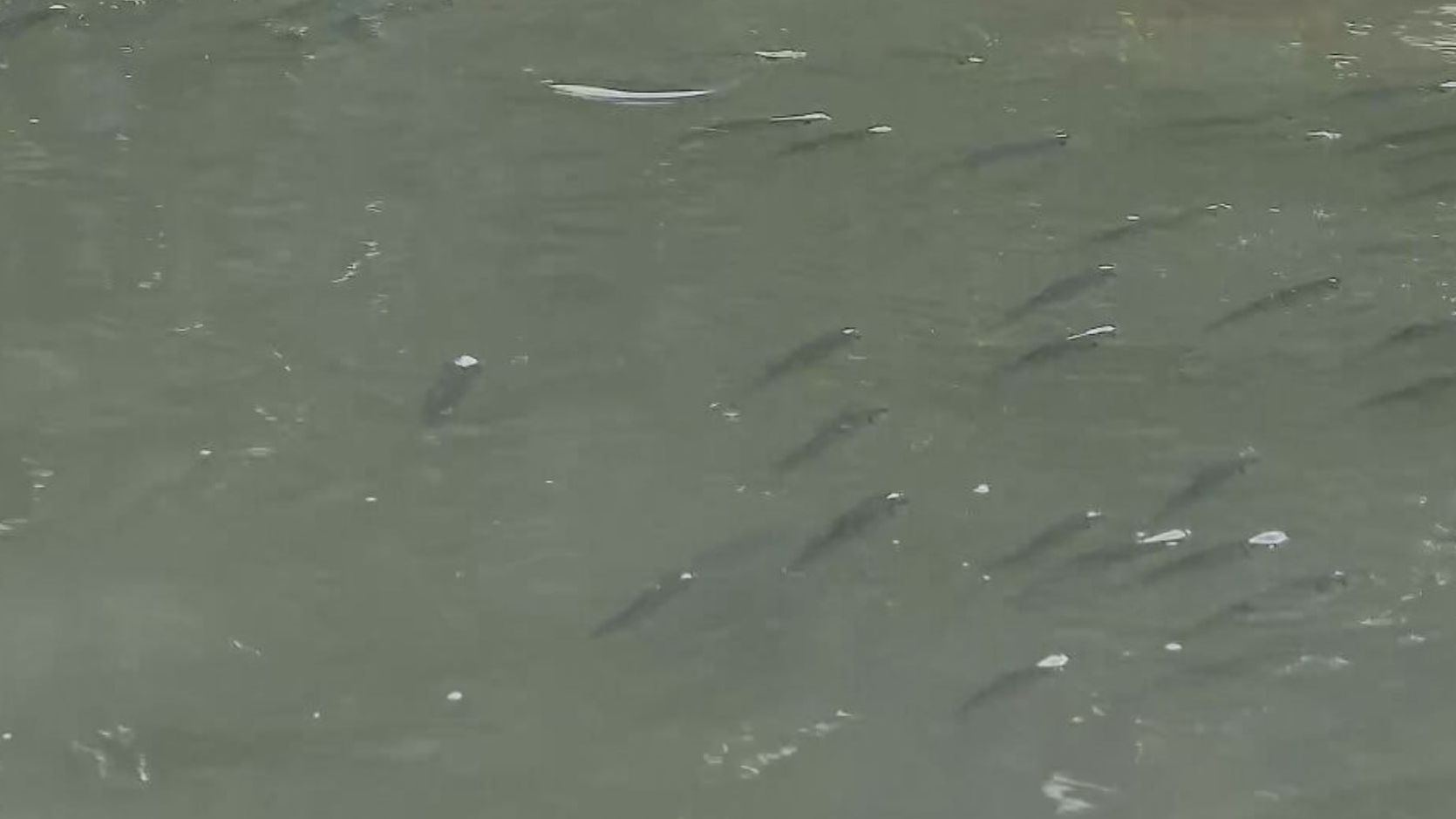 peixes canoas
