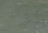 Vídeo: peixes nadam em ruas alagadas de Canoas (RS)