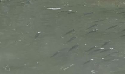 peixes canoas