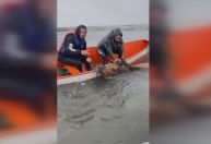 Vídeo: éguas ilhadas por mais de duas semanas são resgatadas no RS