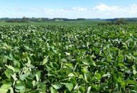 Soja responde por 68% do prejuízo na agricultura do RS após chuvas, diz Emater