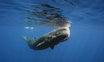 Cientistas dizem ter descoberto "alfabeto fonético" no canto das baleias