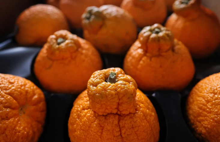 Sumo Citrus e outras variedades de frutas desenvolveram um culto de seguidores / Lane Turner/The Boston Globe/Getty Images